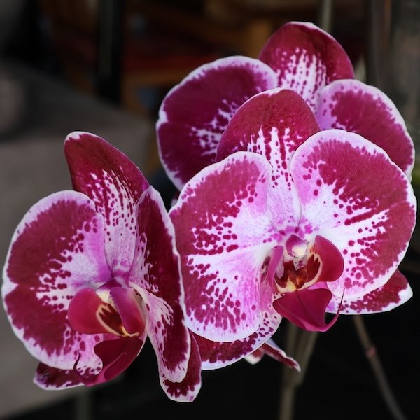 phalaenopsis